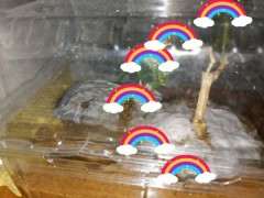 六月雪下山桩盆栽 18个月 可以吗 图片