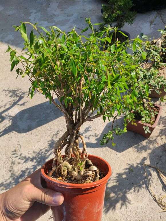 六月雪下山桩咋都这样提根的方法 图片