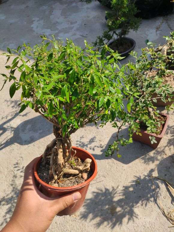 六月雪下山桩咋都这样提根的方法 图片