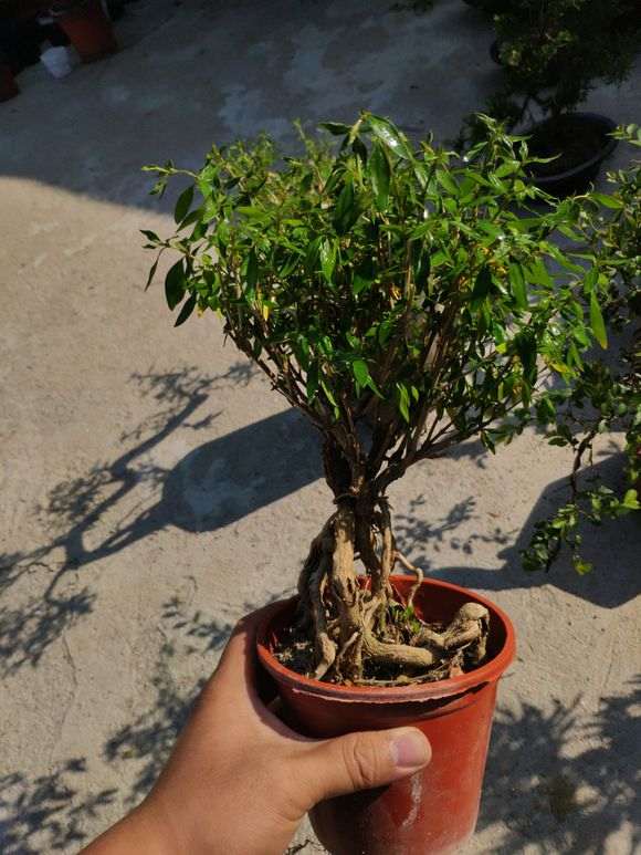 六月雪下山桩咋都这样提根的方法 图片