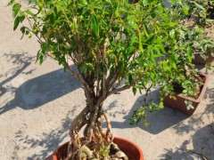 六月雪下山桩怎么提根的方法 图片