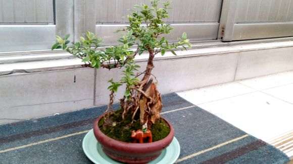 金边六月雪下山桩怎么浇水的方法 图片