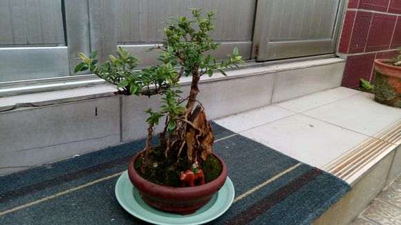 金边六月雪下山桩怎么浇水的方法 图片