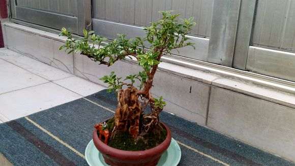 金边六月雪下山桩怎么浇水的方法 图片