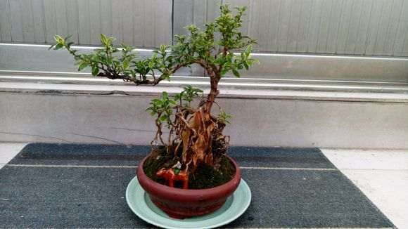 金边六月雪下山桩怎么浇水的方法 图片