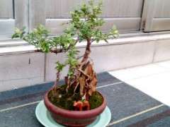 金边六月雪下山桩怎么浇水的方法 图片