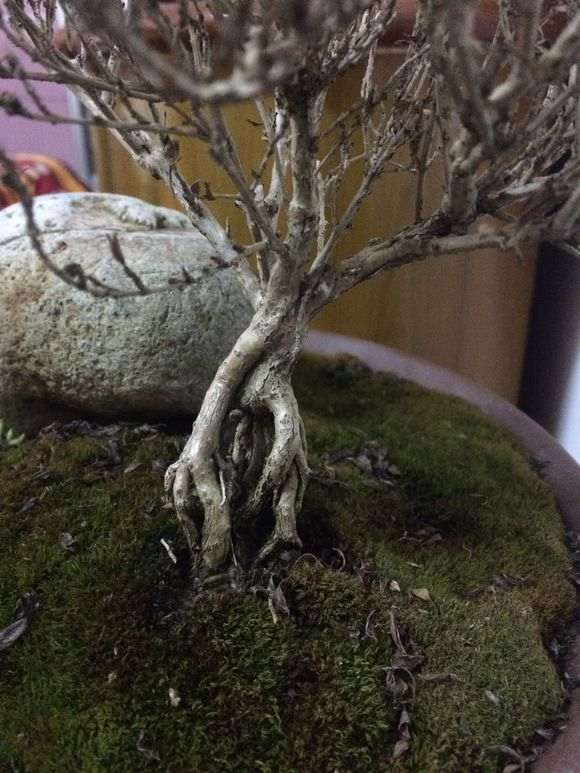 六月雪下山桩 叶子全部掉光了 怎么办