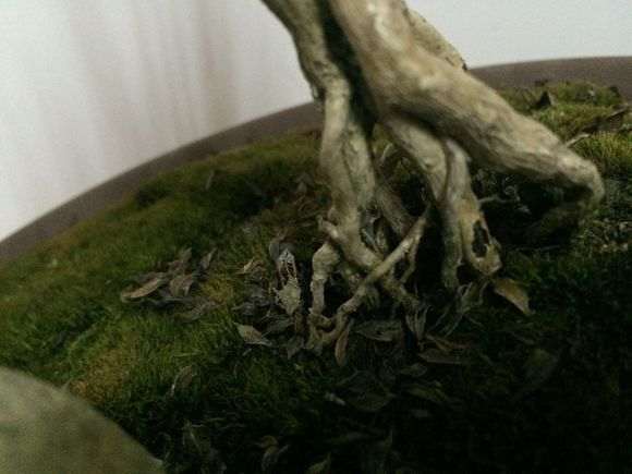 六月雪下山桩 叶子全部掉光了 怎么办