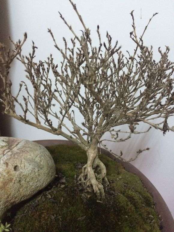 六月雪下山桩 叶子全部掉光了 怎么办