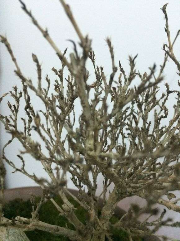 六月雪下山桩 叶子全部掉光了 怎么办