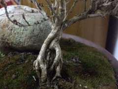 六月雪下山桩 叶子全部掉光了 怎么办