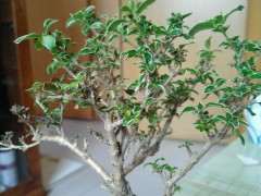 六月雪下山桩 只开花 不长叶 怎么办