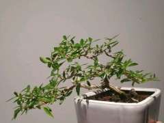 养六月雪下山桩都用什么土 最好 图片