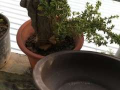 附石六月雪下山桩怎么换盆的方法 图片