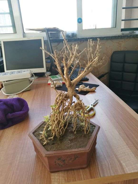 六月雪下山桩发芽就枯萎 怎么办 图片