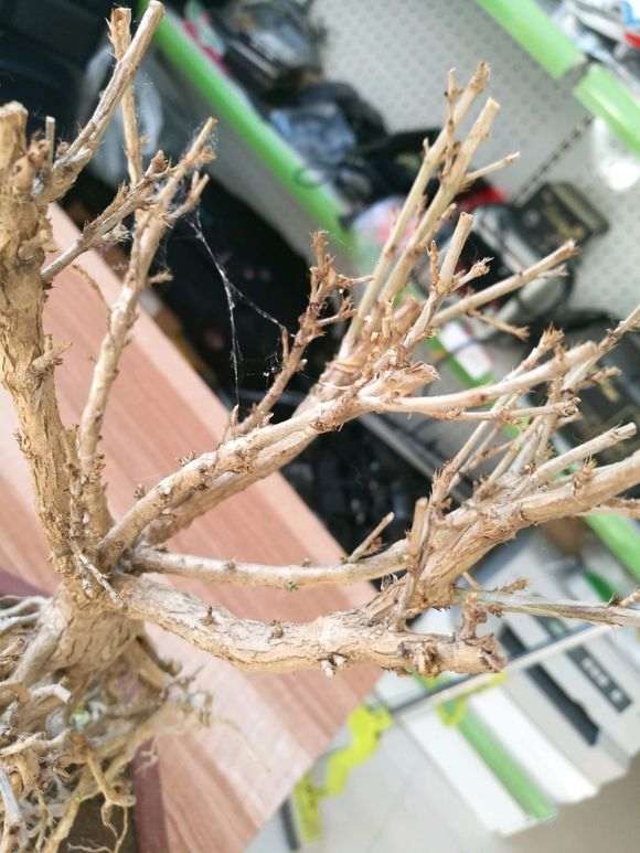 六月雪下山桩发芽就枯萎 怎么办 图片