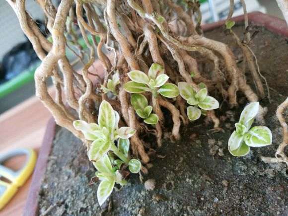 六月雪下山桩发芽就枯萎 怎么办 图片