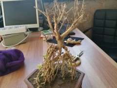 六月雪下山桩发芽就枯萎 怎么办 图片