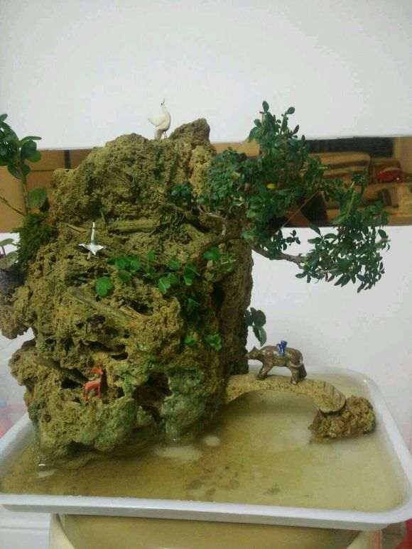 六月雪下山桩怎么制作附石盆景 图片