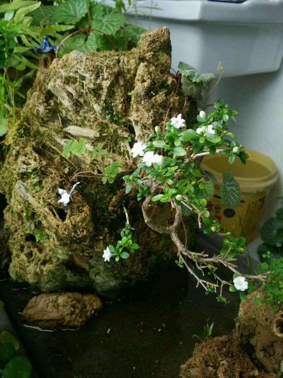 六月雪下山桩怎么制作附石盆景 图片