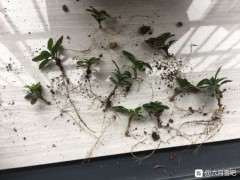 六月雪下山桩扦插实验 可以吗 图片