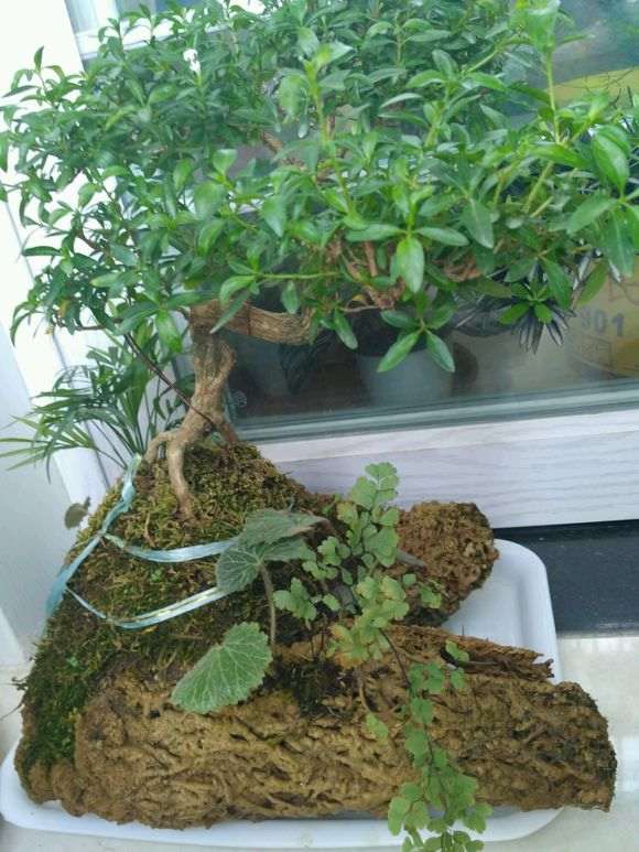 六月雪下山桩夏天怕晒吗 怎么办 图片