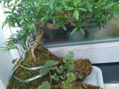 六月雪下山桩夏天怕晒吗 怎么办 图片