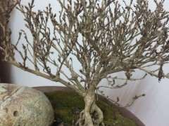 为什么六月雪下山桩夏天怕晒 图片