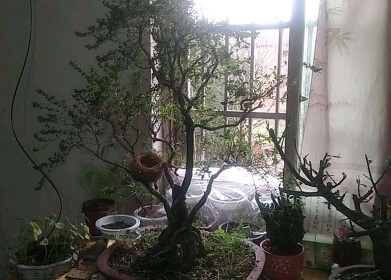 大型六月雪下山桩夏天怕晒吗 怎么办