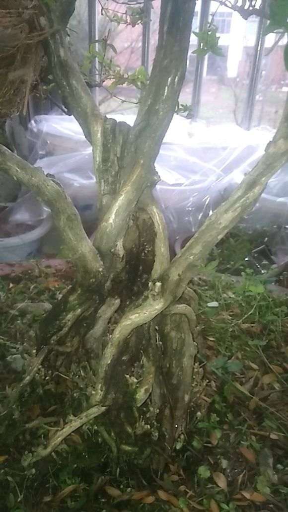 大型六月雪下山桩夏天怕晒吗 怎么办