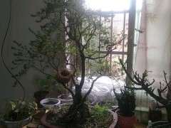 大型六月雪下山桩夏天怕晒吗 怎么办