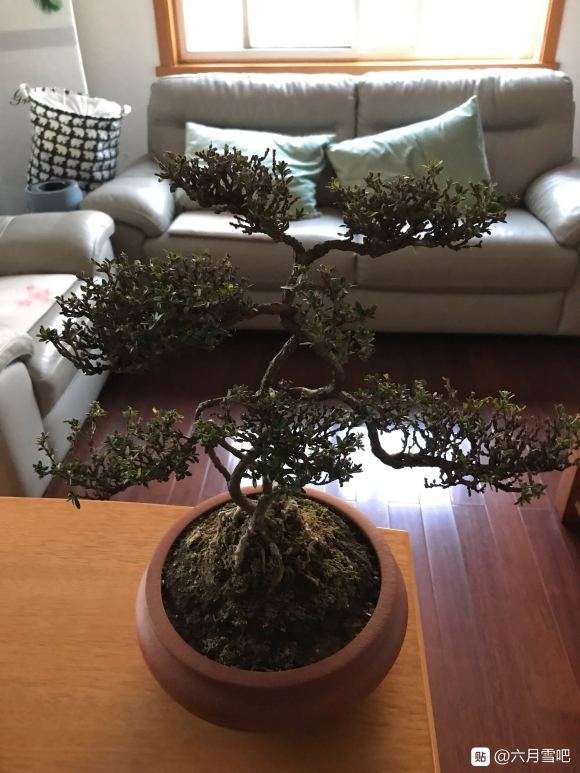 六月雪盆景用什么形状的盆合适 图片