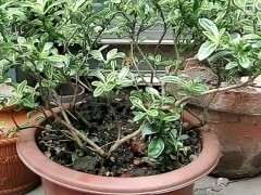 为什么六月雪下山桩扦插的成活最高