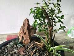 六月雪下山桩晒太阳叶子蔫了 怎么办