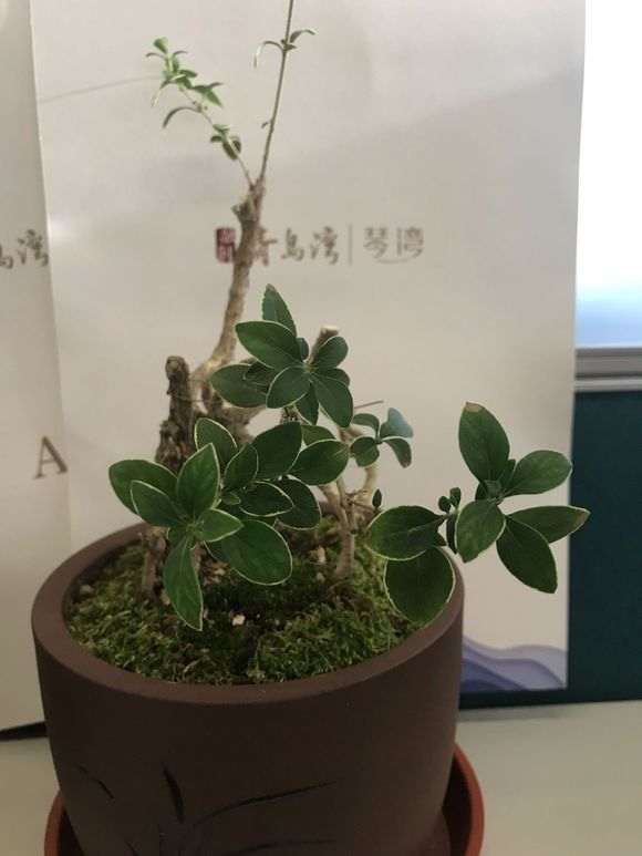 六月雪下山桩怎么重新发芽的方法 图片