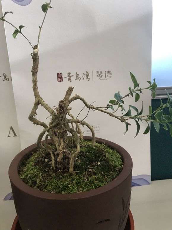 六月雪下山桩怎么重新发芽的方法 图片