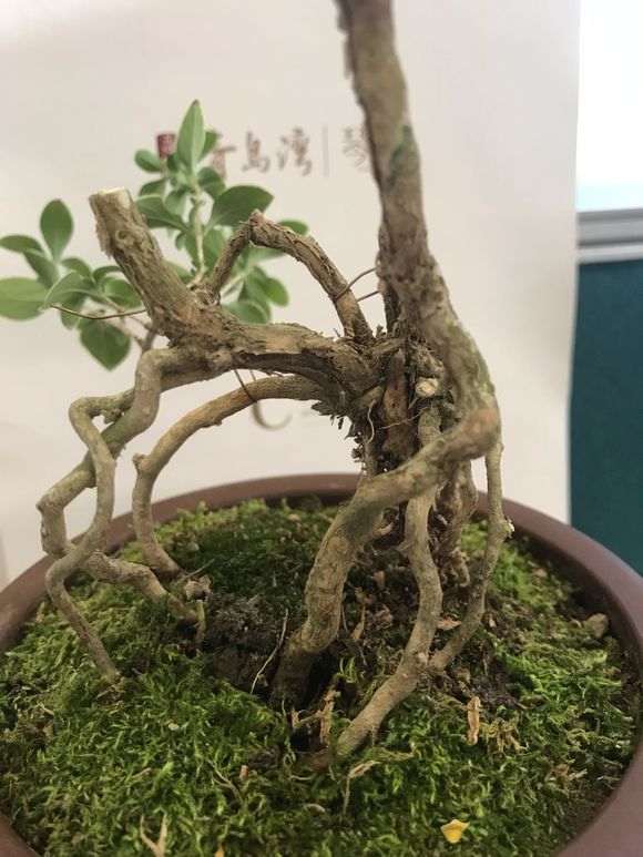 六月雪下山桩怎么重新发芽的方法 图片