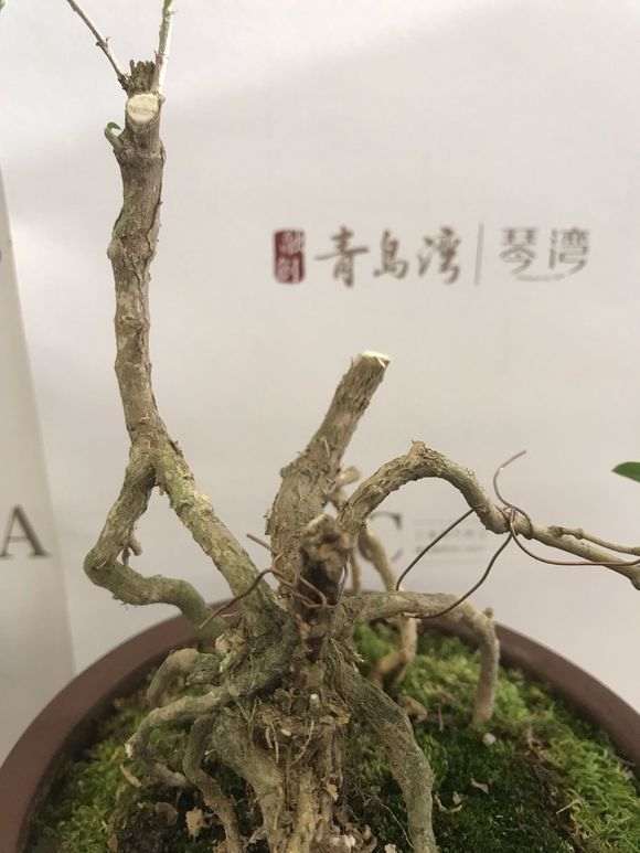 六月雪下山桩怎么重新发芽的方法 图片