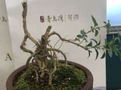 六月雪下山桩怎么重新发芽的方法 图片