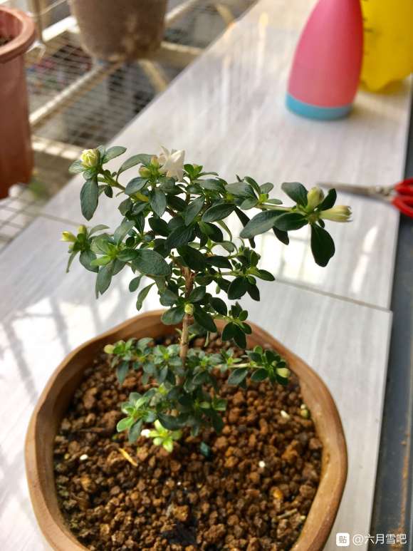 六月雪下山桩怎么扦插繁殖的方法 图片