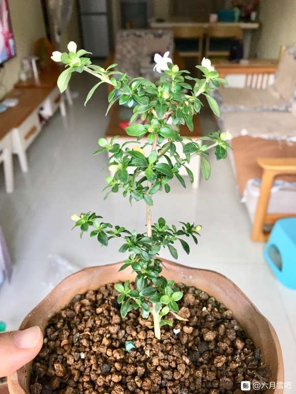 六月雪下山桩怎么扦插繁殖的方法 图片