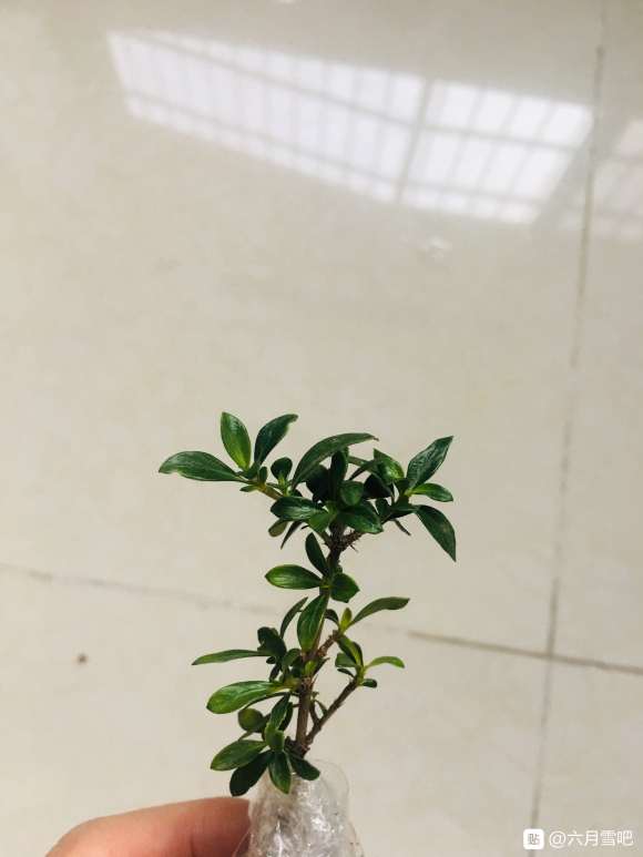 六月雪下山桩怎么扦插繁殖的方法 图片