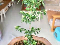 六月雪下山桩怎么扦插繁殖的方法 图片