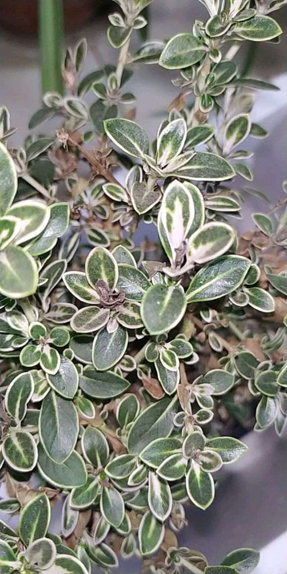 为什么六月雪下山桩顶部会干叶 图片