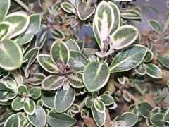 为什么六月雪下山桩顶部会干叶 图片