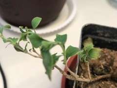 六月雪下山桩严重缺水 怎么办 图片