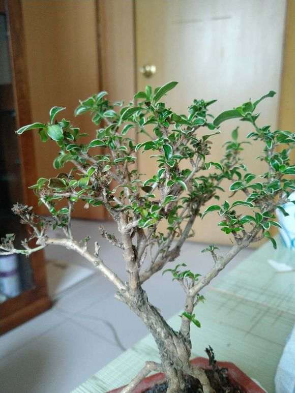 六月雪下山桩那个品种做盆景好看 图片