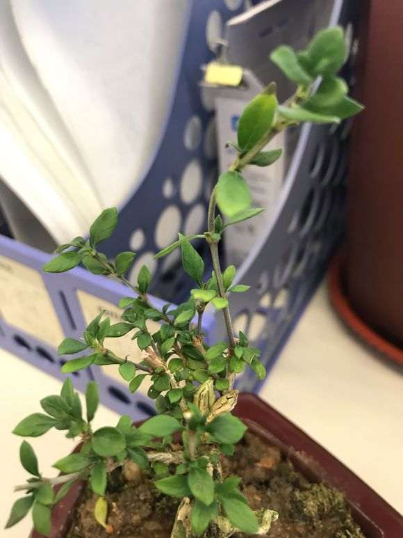 六月雪下山桩那个品种做盆景好看 图片