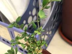 六月雪下山桩那个品种做盆景好看 图片