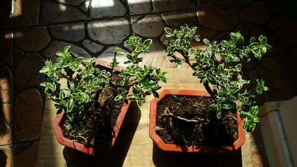 六月雪下山桩 看能养活养好否 图片